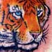 Tattoo Galleries: Tiger Tattoo Tattoo Design
