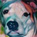 Tattoo Galleries/ - pitbull