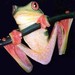 Tattoos - tree frog 1 - 40323