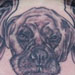 tattoo galleries/ - Dog Portrait Tattoo