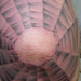 tattoo galleries/ - spider web tattoo