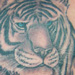 tattoo galleries/ - Tiger with Cub Tattoo