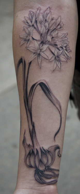 http://zhippo.com/GhostprintGalleryHOSTED/images/gallery/Garlic%20flower%20tattoo%20now2.jpg