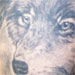 Tattoos - WOLF  - 11267