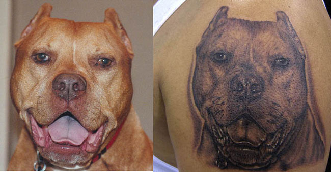 Looking for unique Wildlife tattoos Tattoos pit bull