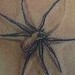 Tattoos - Spiders  - 37424