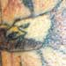 Wildlife Designs Tattoo Galleries: Eagle design