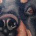 Tattoos - rottweiler - 7565