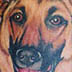 Tattoos - German Shepard - 3151