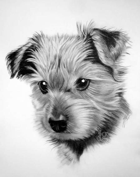 Art Galleries - Yorkshire Terrier puppy pencil drawing by Haylo - 141619